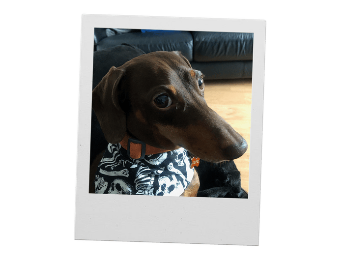 A dachshund photographed on a sofa