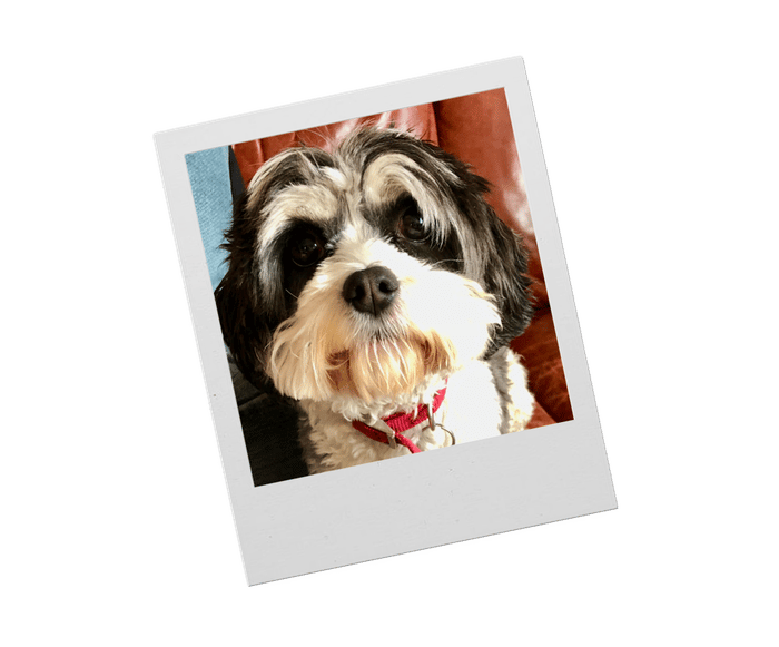 A black and white terrier photographed in sunlight