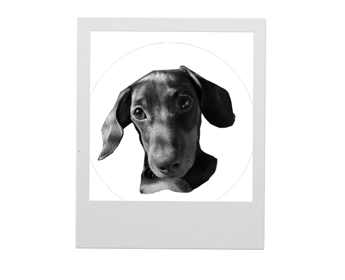 The same dog lifted out of its background, ready to engrave